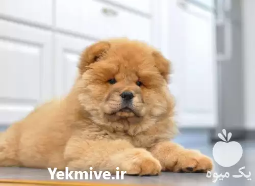 قیمت خرید چاو چاو ارزان در گروه سگ و گربه در یکمیوه -عکس1