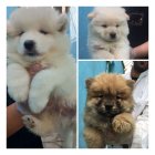 فروش سگ چاو چاو پوزه فلت در کرج در گروه حیوانات خانگی در یکمیوه