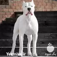 قیمت خرید سگ داگو آرژانتینو در تهران در گروه سگ و گربه در یکمیوه