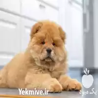 قیمت خرید چاو چاو ارزان در گروه سگ و گربه در یکمیوه