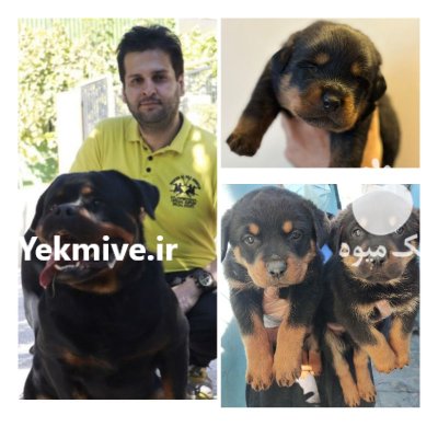 خرید فروش سگ روتوایلر پرونده پزشکی در تهران در گروه حیوانات خانگی در یکمیوه -عکس1