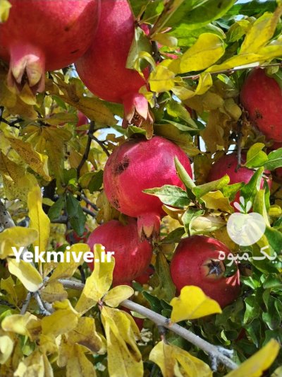 فروش انار باغی در قطرویه در فارس در گروه خرید و فروش انار در یکمیوه -عکس1