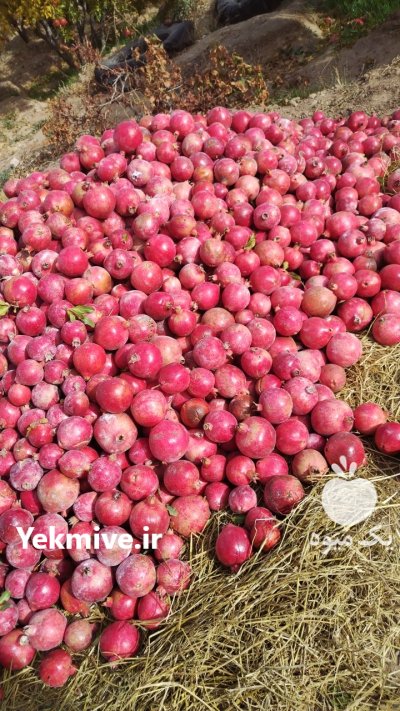 فروش انار باغی در قطرویه در فارس در گروه خرید و فروش انار در یکمیوه -عکس2