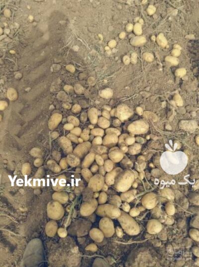 سیب زمینی درجه 1 در سنندج در گروه خرید و فروش سیب زمینی در یکمیوه -عکس1