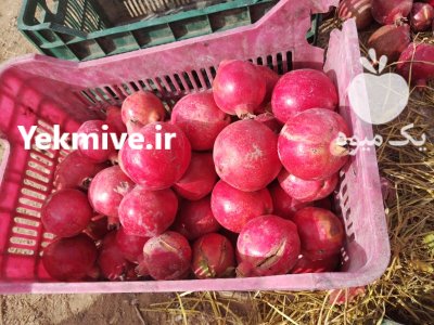 فروش انار باغی در قطرویه در فارس در گروه خرید و فروش انار در یکمیوه -عکس4