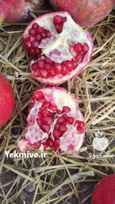 فروش انار باغی در قطرویه در فارس در گروه خرید و فروش انار در یکمیوه -عکس5