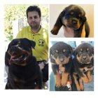 خرید فروش سگ روتوایلر پرونده پزشکی در تهران در گروه حیوانات خانگی در یکمیوه