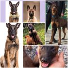 فروش سگ نژاد مالینوز اصیل در تهران در گروه حیوانات خانگی در یکمیوه