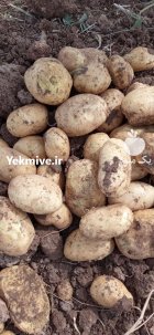 سیب زمینی بذری و خوراکی در همدان در گروه خرید و فروش سیب زمینی در یکمیوه