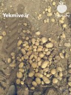 سیب زمینی درجه 1 در سنندج در گروه خرید و فروش سیب زمینی در یکمیوه