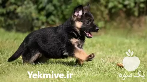فروش سگ ژرمن نر قیمت ژرمن در گروه سگ و گربه در یکمیوه -عکس1