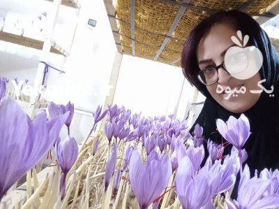 آموزش کشت زعفران با عالیترین کیفیت در ارومیه در گروه دوره آموزش کشاورزی در یکمیوه -عکس1