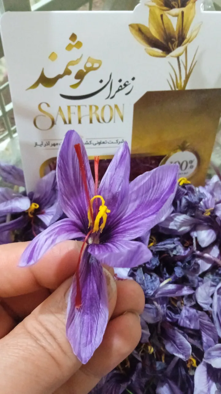 آموزش کشت زعفران با عالیترین کیفیت در ارومیه در گروه دوره آموزش کشاورزی در یکمیوه -عکس2