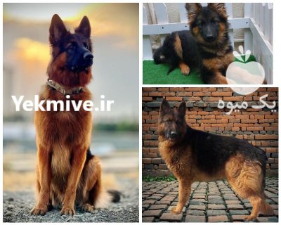 فروش سگ ژرمن شپرد فوق العاده در تهران در گروه سگ و گربه در یکمیوه -عکس1