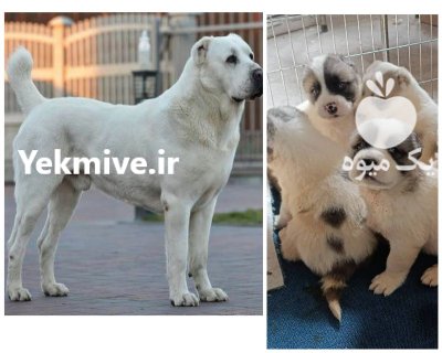فروش توله سگ آلابای فوق العاده در گروه سگ و گربه در یکمیوه -عکس1