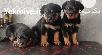 فروش انواع نژاد توله سگ بالغ در محمدشهر در گروه سگ و گربه در یکمیوه -عکس1