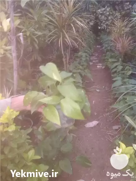 فروش گیاهان پردیس بابل در تهران در گروه خرید و فروش گیاهان زینتی در یکمیوه -عکس1