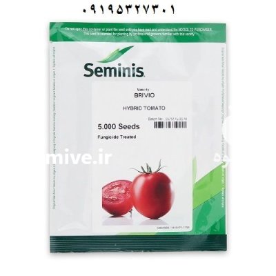 بذر گوجه فرنگی بریویو در اهواز در گروه خرید و فروش بذر گوجه در یکمیوه -عکس1