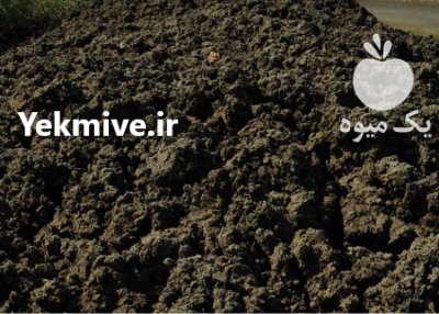 كود گوشتی و مرغی در قزوین در گروه خرید و فروش کود مرغی در یکمیوه -عکس1