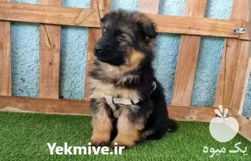 قیمت خرید انواع نژاد توله سگ در کرج در گروه سگ و گربه در یکمیوه -عکس1