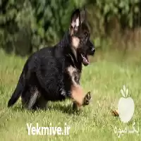 فروش سگ ژرمن نر قیمت ژرمن در گروه سگ و گربه در یکمیوه
