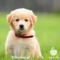 گلدن رتریور موبلند فروش سگ رتریور در تهران در گروه سگ و گربه در یکمیوه