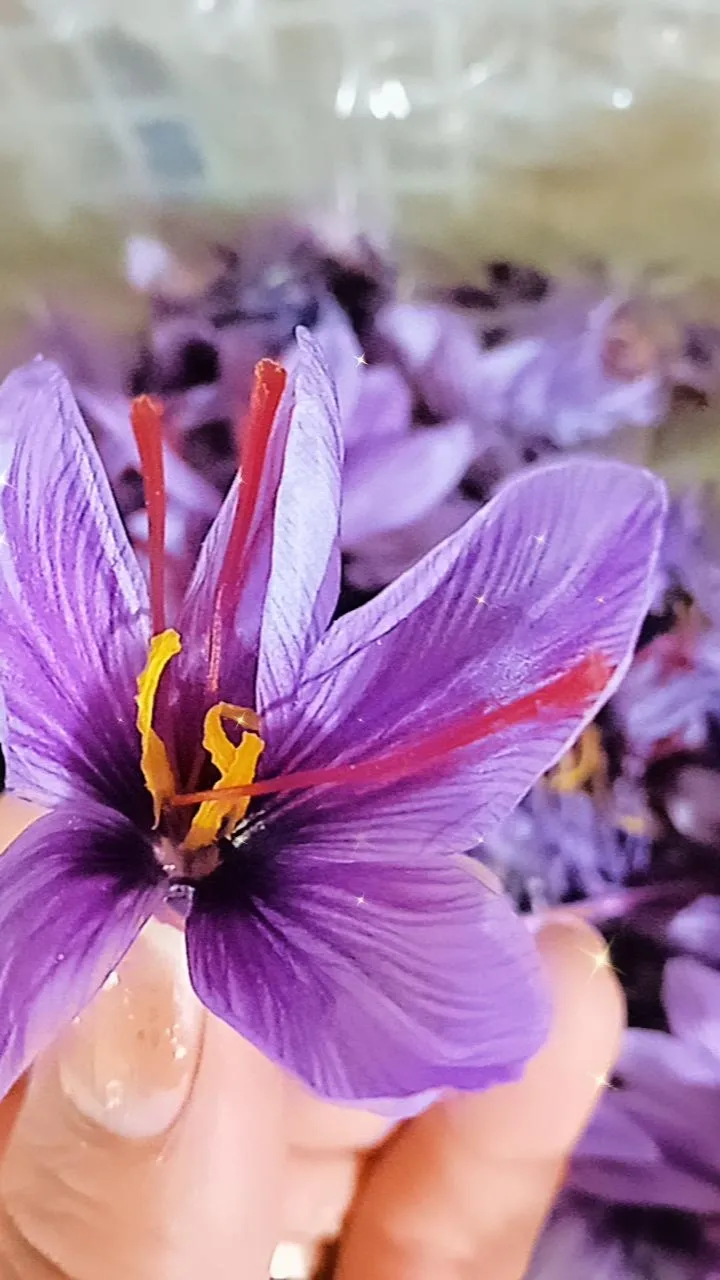 تولید و آموزش کشت زعفران در خوی در گروه خرید و فروش زعفران در یکمیوه