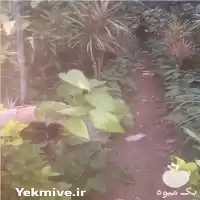 فروش گیاهان پردیس بابل در تهران در گروه خرید و فروش گیاهان زینتی در یکمیوه