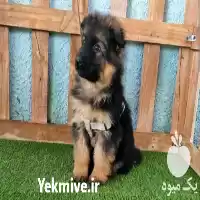 قیمت خرید انواع نژاد توله سگ در کرج در گروه سگ و گربه در یکمیوه