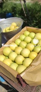 سیب سفید و قرمز جابان