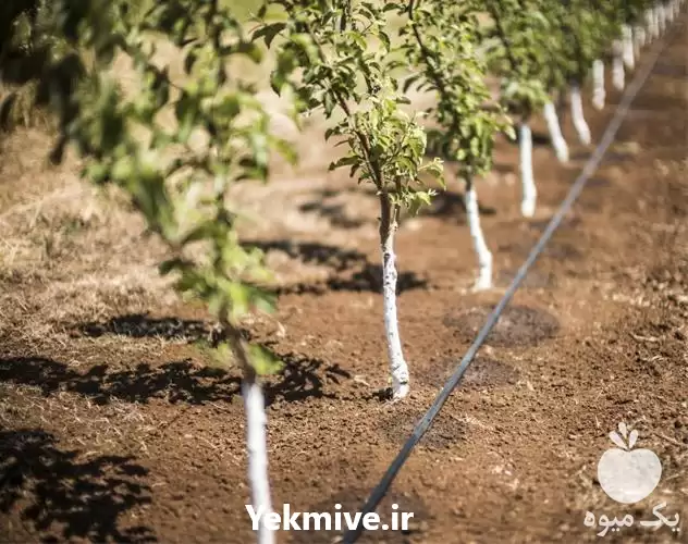 فروش مه پاش صنعتی به قیمت در گروه خرید و فروش دستگاه آبیاری در یکمیوه -عکس1