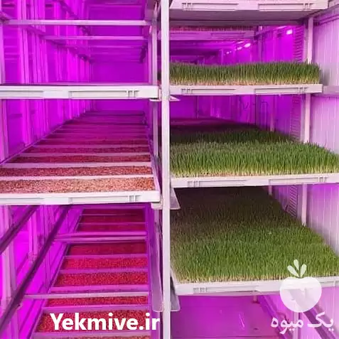 آموزش کشت علوفه در محیط 36 در تهران در گروه دوره آموزش کشاورزی در یکمیوه -عکس1