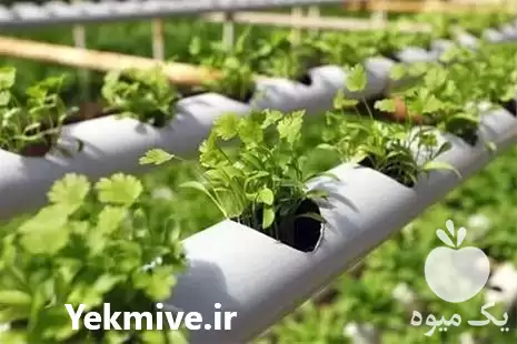 قیمت خرید ضد عفونی بستر کشت در تهران در گروه خرید و فروش انواع کود کشاورزی در یکمیوه -عکس1