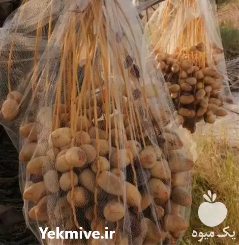 قیمت خرید توری محافظ خرما در تهران در گروه خرید و فروش توری گلخانه در یکمیوه -عکس1