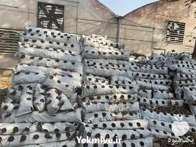 فروش قیمت کوکوپیت خاک کشت در گروه خرید و فروش انواع کود کشاورزی در یکمیوه -عکس1