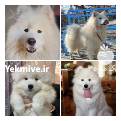 توله زیبا مهربون ساموئید وارداتی در تهران در گروه سگ و گربه در یکمیوه -عکس1