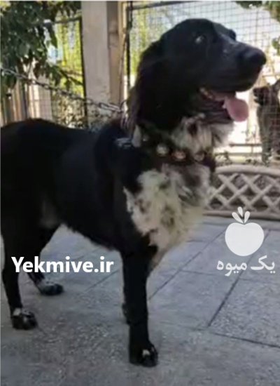 قدرجونی با ابهت کله درشت شاه در تهران در گروه حیوانات خانگی در یکمیوه -عکس1