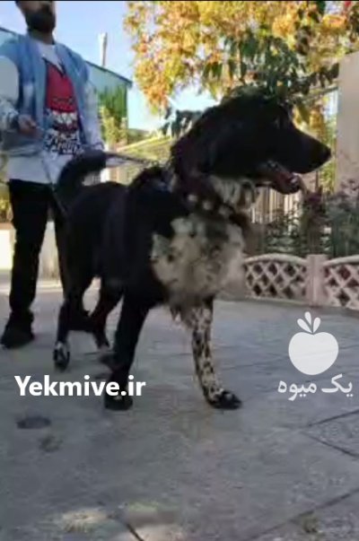 قدرجونی با ابهت کله درشت شاه در تهران در گروه حیوانات خانگی در یکمیوه -عکس2