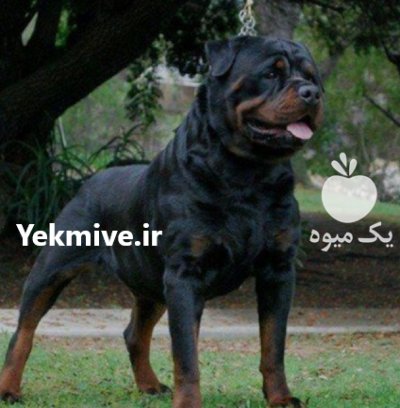 فروش انواع نژاد توله بالغ سگ در کرج در گروه سگ و گربه در یکمیوه -عکس2