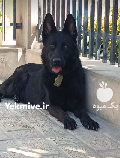 فروش انواع نژاد توله بالغ سگ در کرج در گروه سگ و گربه در یکمیوه -عکس3
