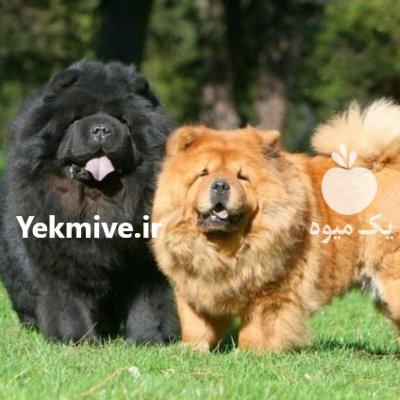 فروش سگ چاوچاو توله نرو ماده در گروه سگ و گربه در یکمیوه -عکس1