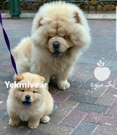 توله چاوچاو 50 روزه واکسینه شده همراه در گروه سگ و گربه در یکمیوه -عکس1