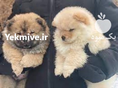 توله چاوچاو 50 روزه واکسینه شده همراه در گروه سگ و گربه در یکمیوه -عکس2