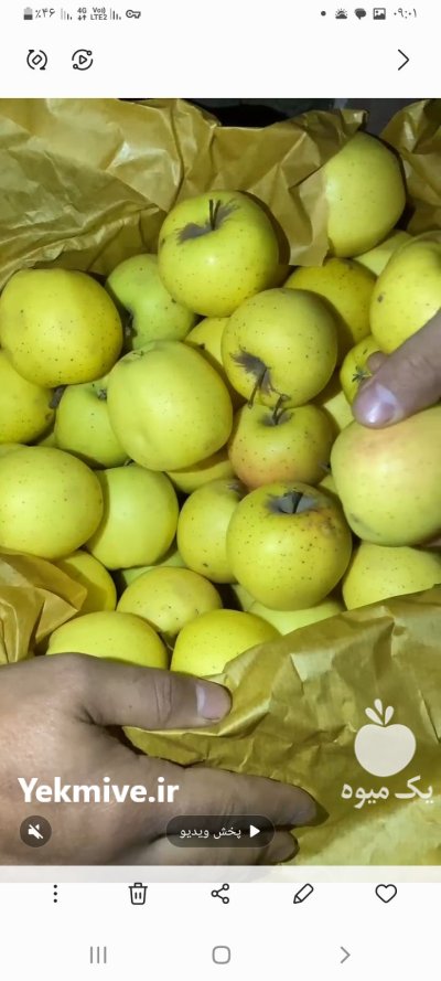 سیب درجه 2 در ارومیه در گروه خرید و فروش سیب در یکمیوه -عکس1
