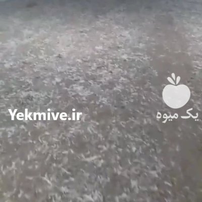 کود مرغی در قزوین در گروه خرید و فروش کود مرغی در یکمیوه -عکس1