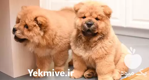 سگ خرسی پشمالو برای فروش در کرج در گروه سگ و گربه در یکمیوه -عکس1