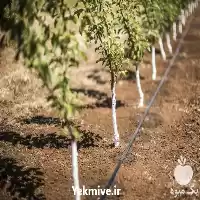 فروش مه پاش صنعتی به قیمت در گروه خرید و فروش دستگاه آبیاری در یکمیوه