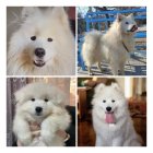 توله زیبا مهربون ساموئید وارداتی در تهران در گروه سگ و گربه در یکمیوه