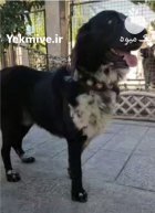 قدرجونی با ابهت کله درشت شاه در تهران در گروه حیوانات خانگی در یکمیوه