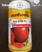بذر گوجه سانسید 6189 Sun 6189 در اهواز در گروه خرید و فروش انواع بذر در یکمیوه
